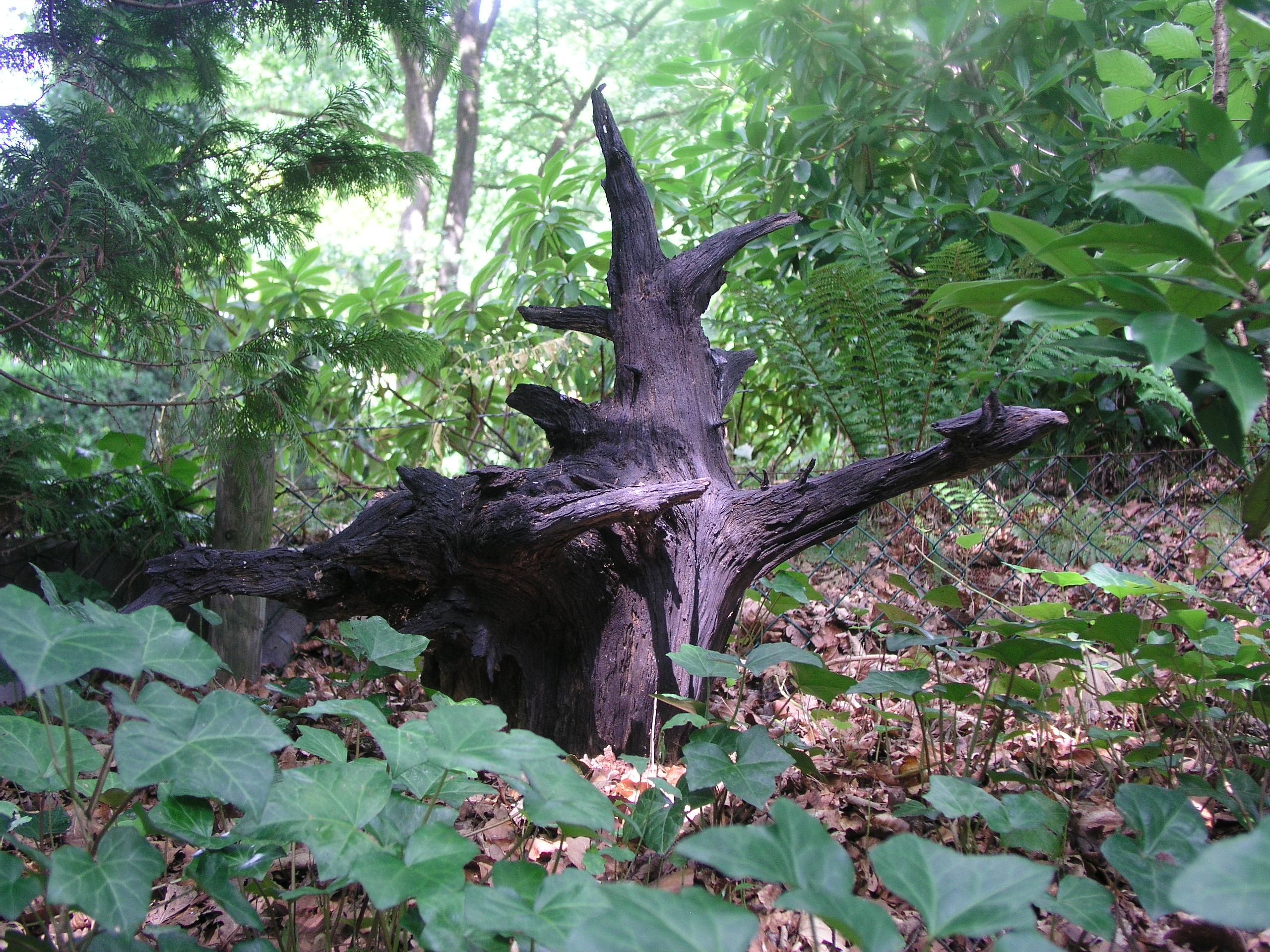 Proeffoto P101017.jpg